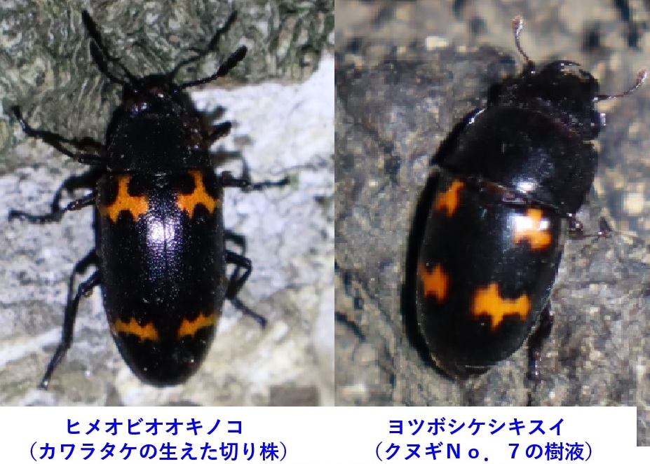 ヒメオビオオキノコとヨツボシケシキスイ_クワガタ達のオアシス _2023年5月6日19時25分気温22度